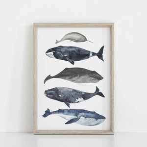 Watercolour Whale Wall Print, Nautical Oceanic Theme Nursery Decor, Whale species Kids Bedroom Wall Art, Coastal Beach Decor