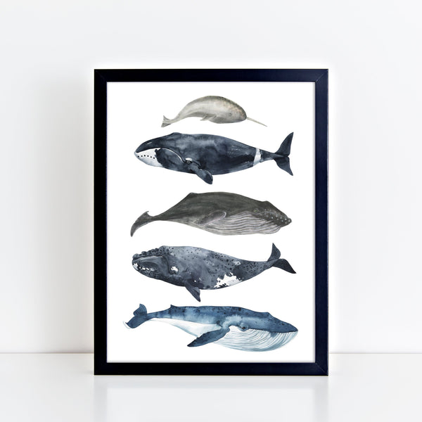Watercolour Whale Wall Print, Nautical Oceanic Theme Nursery Decor, Whale species Kids Bedroom Wall Art, Coastal Beach Decor