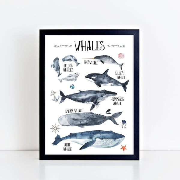 Whales Species Wall Print, Educational Kids Bedroom Wall Art, Nautical Theme, Oceanic Nursery Kids Bedroom Decor