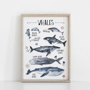 Whales Species Wall Print, Educational Kids Bedroom Wall Art, Nautical Theme, Oceanic Nursery Kids Bedroom Decor