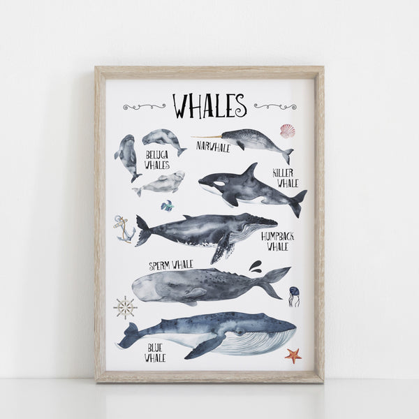 Under the Sea Oceanic Wall Print Set of 3, Whales & Sharks Educational Kids Bedroom Wall Art, Nautical Theme