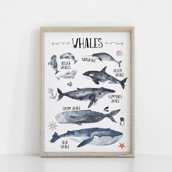 Whales Species Wall Print, Educational Kids Bedroom Wall Art, Nautical Theme, Oceanic Nursery Kids Bedroom Decor