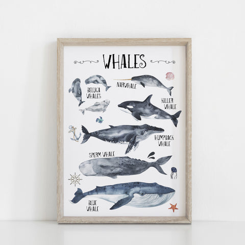 Whales Species Wall Print, Educational Kids Bedroom Wall Art, Nautical Theme, Oceanic Nursery Kids Bedroom Decor